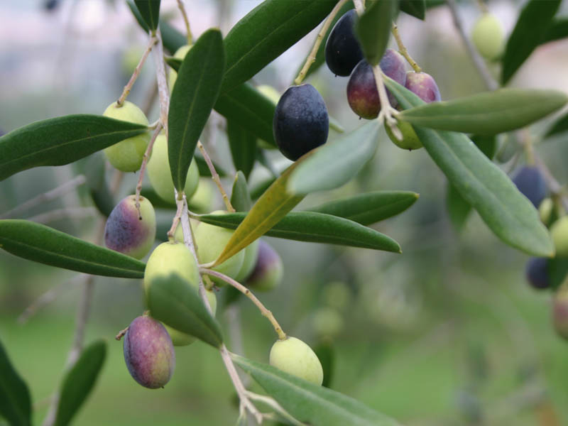 Agrario pescia_35