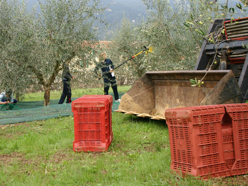 Agrario pescia_39