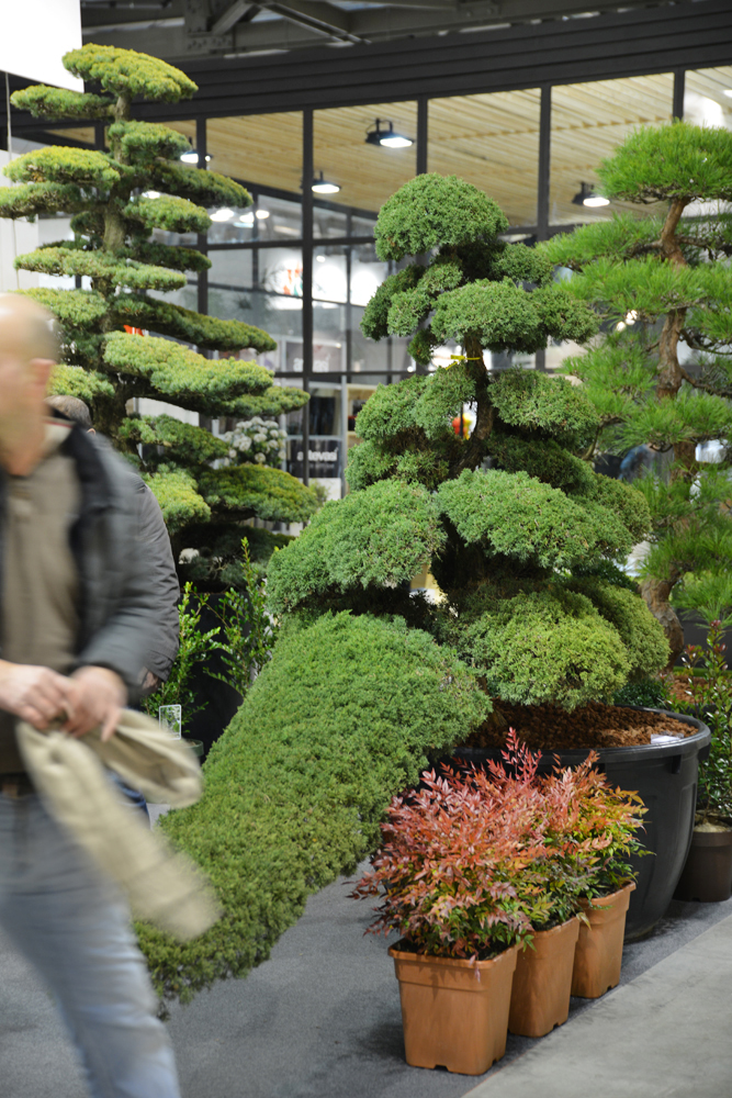 Piante, Myplant & Garden” - 22, 23, 24 febbraio 2017_22