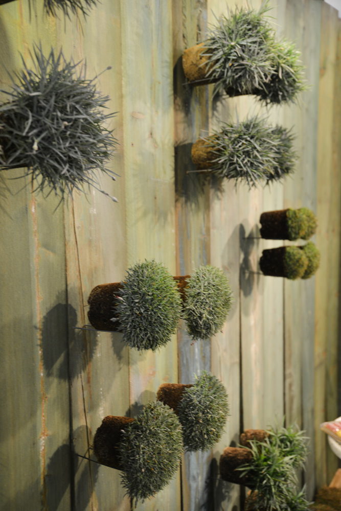 Piante, Myplant & Garden” - 22, 23, 24 febbraio 2017_27